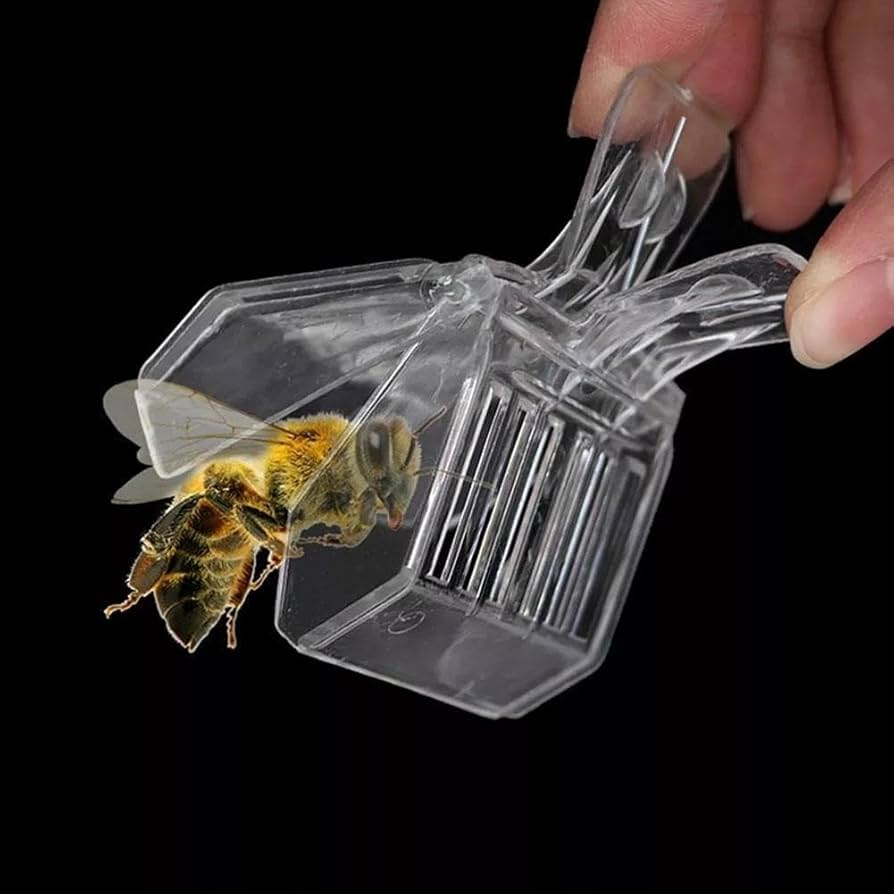 Queen clip